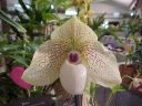 Paph. Mint Chocloate 'Nicole's Honor'
