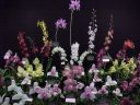 Sunset Orchids display