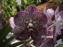 Vanda Gordon Dillon