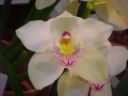 Cym. (Via Spring Snow x (Via Fair Vista x Robert Rowe))