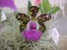 Cattleya (aclandiae x Landate)