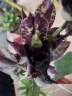 Catasetum (expansum x sanguineum)