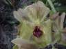 Catasetum microglossum