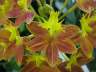 Epidendrum Marsha 'Kauai' HCC/AOS