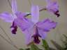 Laelia anceps 'disciplinata'