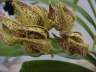 Mormodes maculata
