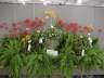 Yamada Epidendrum Display