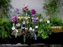 J & M Orchids