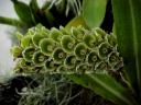 Altesteinia fimbriata
