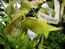 Bulbophylum grandiflora