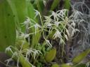 Bulbophyllum laxifolium