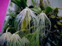 Bulbophyllum medusa