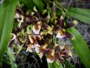 Cishwienfia pusilla