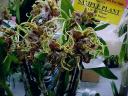 Dendrobium spectabile