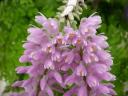 Dendrobium bursigerum