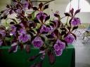 Encyclia phoenicium AM/AOS