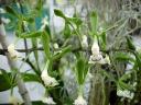 Epidendrum veridoscriptum