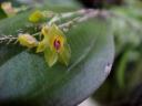 Lepanthes ovalis