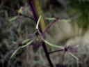 Liparis purpureo-viridis