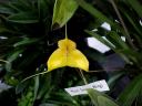 Masd. Golden Wings