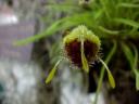 Masdavallia erinacea