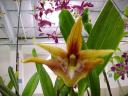 Maxillaria striata 'Yellowstone' AM/AOS