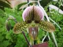 Paph. (Rainbow River x Maudiae)