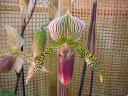 Paph. Schillianum