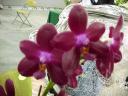 Phal. Red Top Imp