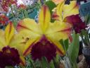 Blc Toshi Aoki 'Pizzaz'