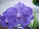 Vanda