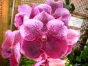 Vanda (Madame Rattana x Prabang)