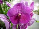 V. Robert's Delight