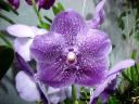 V. Thailand Delight