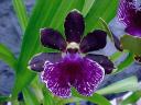 Zygo Imagination 'Ebony Queen'