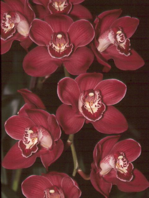 Cymbidium Eastern Promise, Orchids Wiki