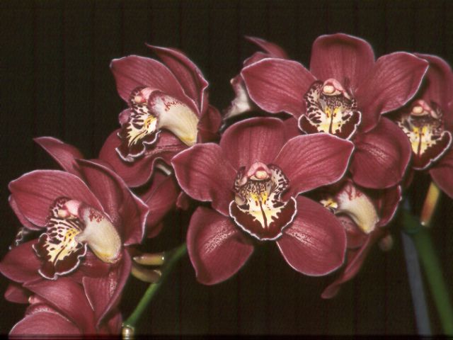 Cymbidium Eastern Promise, Orchids Wiki