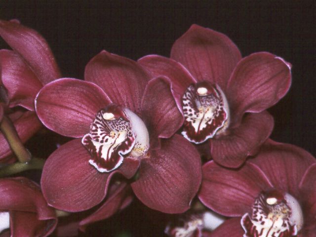 Cymbidium Eastern Promise, Orchids Wiki