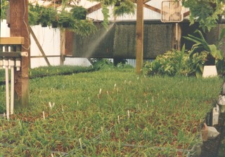 The seedling greenhouse